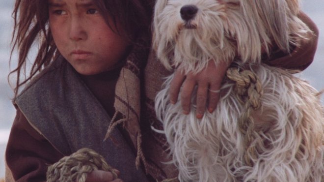 Stray Dogs