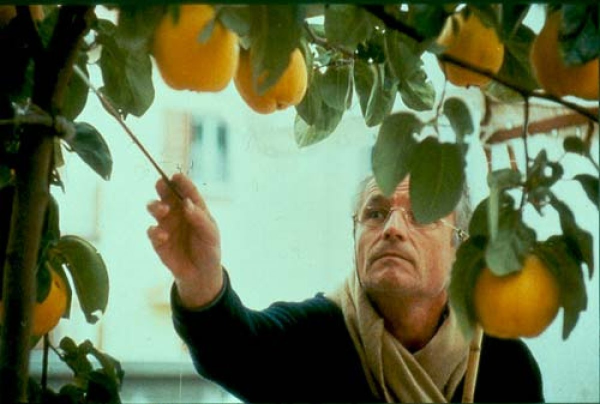 Quince Tree of the Sun, Dream of Light