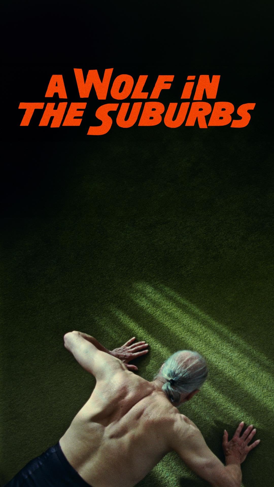 A wolf in the Suburbs