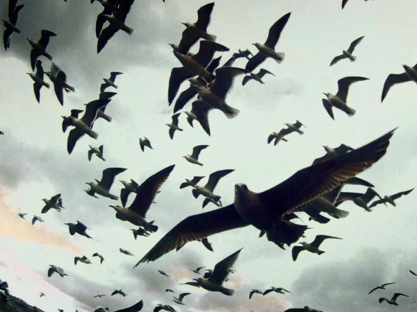 Leviathan (2012)
