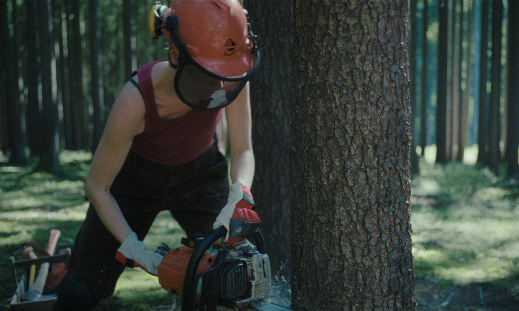 Finding the Roots: Family History in Memories of a Forest